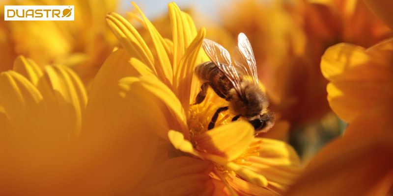 Uncover the superstitions surrounding accidentally stepping on a bee. Explore beliefs and rituals associated with this event. 